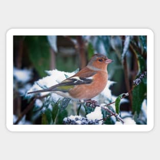 Male Chaffinch Garden Bird Sticker